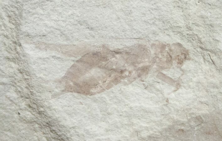 Detailed Fossil Cricket (Pronemobius) - Utah #9888